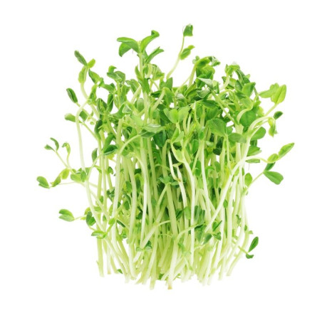 Капуста зеленая микрозелень