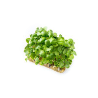 Базилик зеленый микрозелень