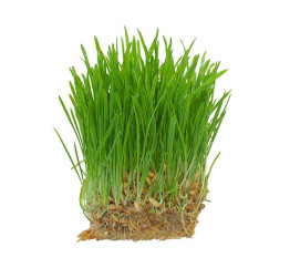 Пшеница микрозелень